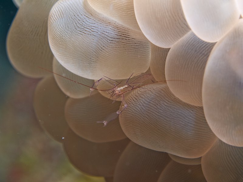 Shrimp, House Reef